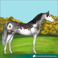 Horse Color:White Spotted Brown Splash 