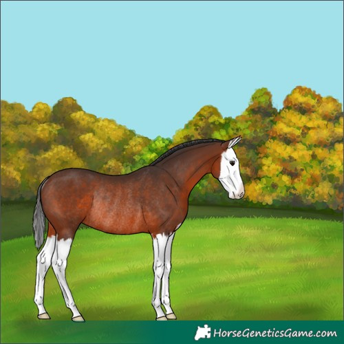 Horse Color:White Spotted Brown Splash Rabicano 