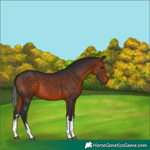 Horse Color:White Spotted Bay 