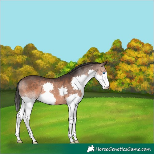 Horse Color:Brown Splash 