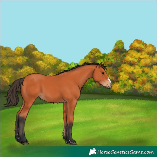 Horse Color:Bay 