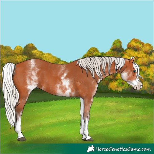 Horse Color:White Spotted Silver Bay Splash 