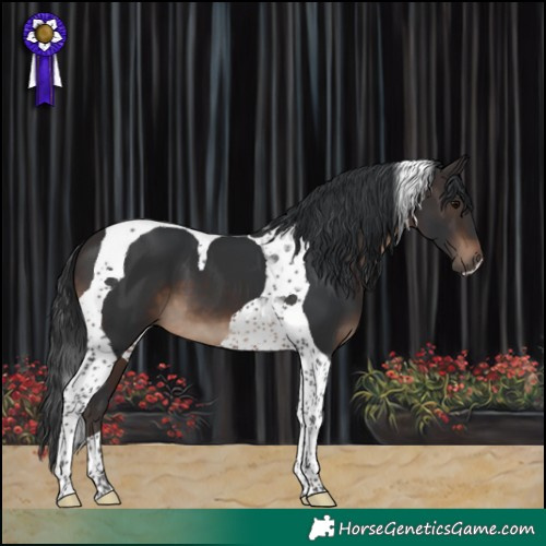 Horse Color:Brown Tobiano 