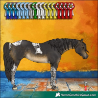 Horse Color:Buckskin Tobiano 