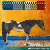 Horse Color:Buckskin Tobiano 
