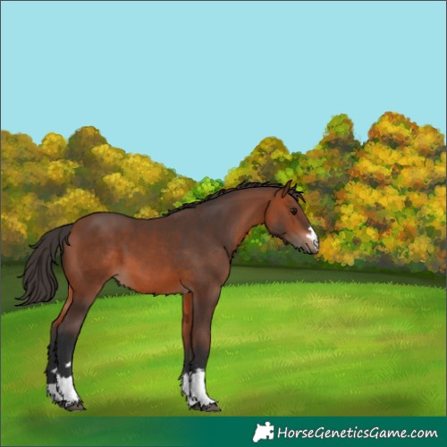 Horse Color:Bay 