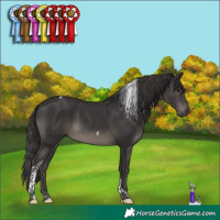 Horse Color:Smoky Black Tobiano 