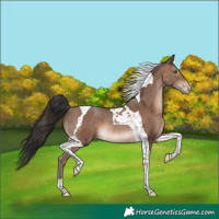 Horse Color:Sable Champagne Tobiano Rabicano
