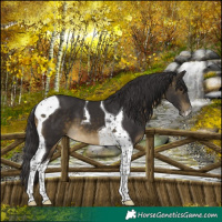 Horse Color:Buckskin Tobiano