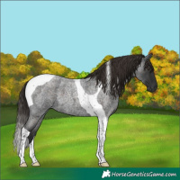 Horse Color:Liver Red Roan Tobiano