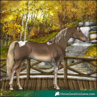 Horse Color:Chocolate Palomino Tobiano