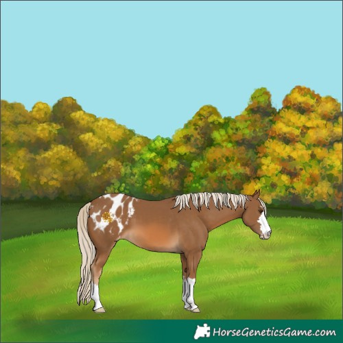 Horse Color:Chocolate Palomino Appaloosa 