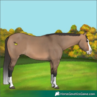 Horse Color:Bay Dun Splash