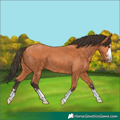 Horse Color:Bay 