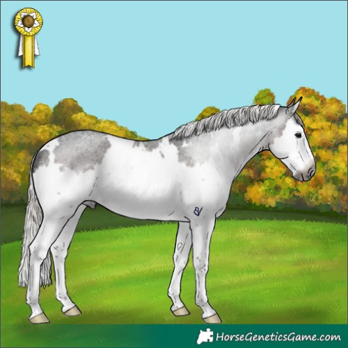 Horse Color:Gray White Spotted Silver Brown Roan Splash Rabicano 
