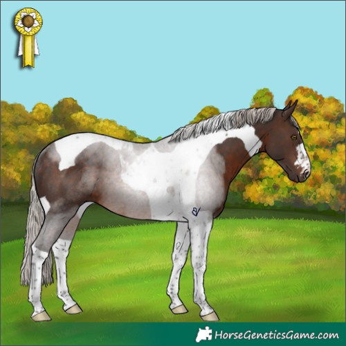 Horse Color:Silver Brown Tobiano Rabicano 