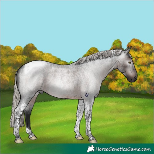 Horse Color:Gray Silver Brown Roan Tobiano Rabicano 