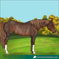 Horse Color:Liver Chestnut Rabicano