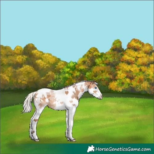 Horse Color:Silver Bay Splash Tobiano