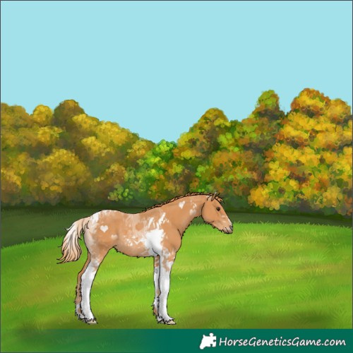 Horse Color:Chestnut Tobiano Rabicano 