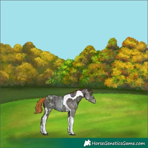 Horse Color:Red Dun Ice Tobiano Rabicano
