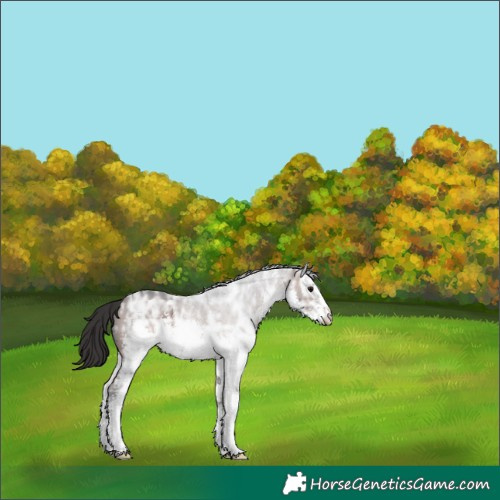 Horse Color:White Spotted Brown Ice Sabino