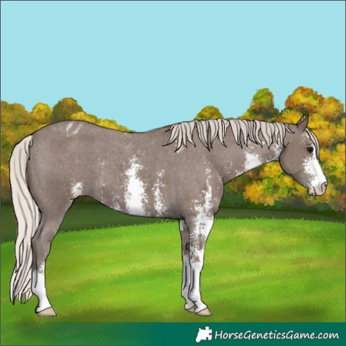 Horse Color:Silver Black Sabino Appaloosa 