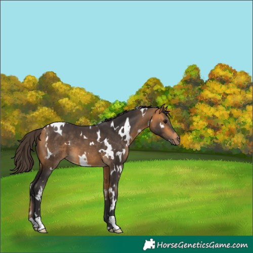 Horse Color:White Spotted Buckskin 