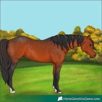 Horse Color:Bay 