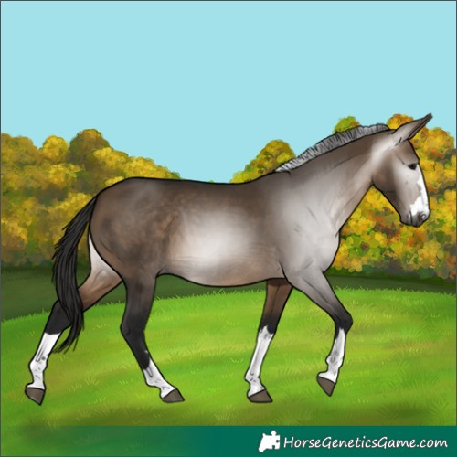 Horse Color:Gray Bay Dun