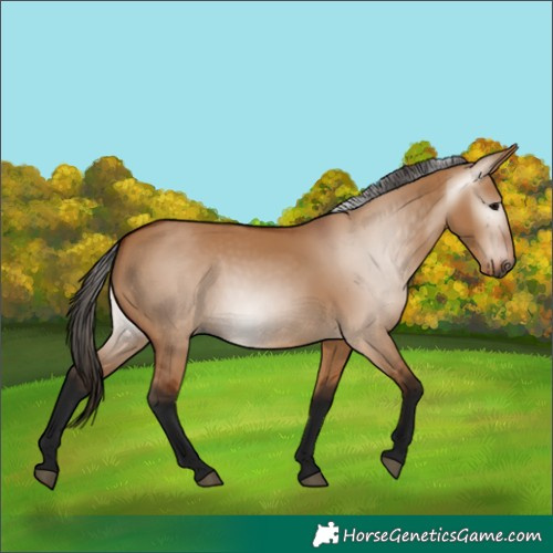 Horse Color:Gray Bay Dun 