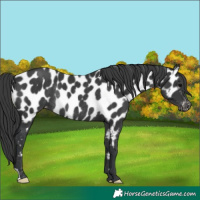 Horse Color:Black Appaloosa Rabicano 