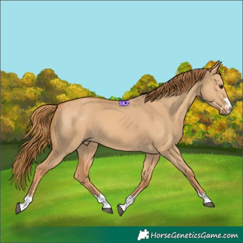 Horse Color:Red Dun 