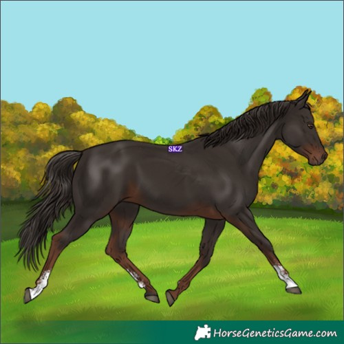Horse Color:Liver Chestnut Sabino Rabicano 