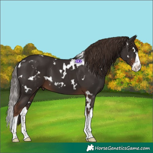 Horse Color:White Spotted Liver Chestnut Splash 