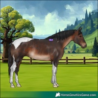 Horse Color:Brown Tobiano Rabicano 