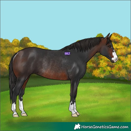 Horse Color:Brown Rabicano 