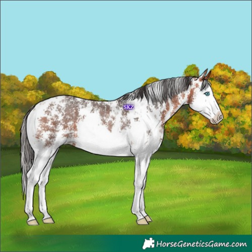 Horse Color:Bay Sabino Splash Rabicano 