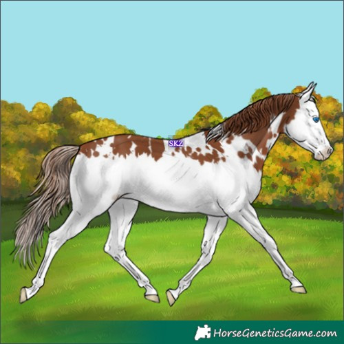Horse Color:White Spotted Chestnut Splash 