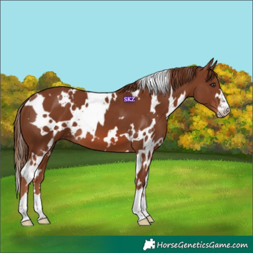 Horse Color:White Spotted Chestnut 
