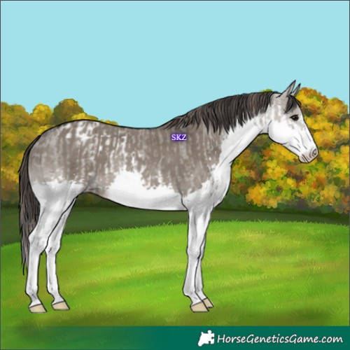 Horse Color:Grullo Splash Appaloosa  and Smoky Grullo Splash 
