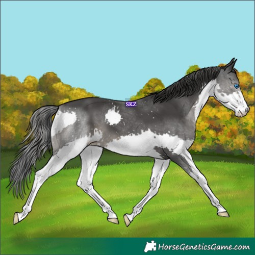 Horse Color:Black Splash 