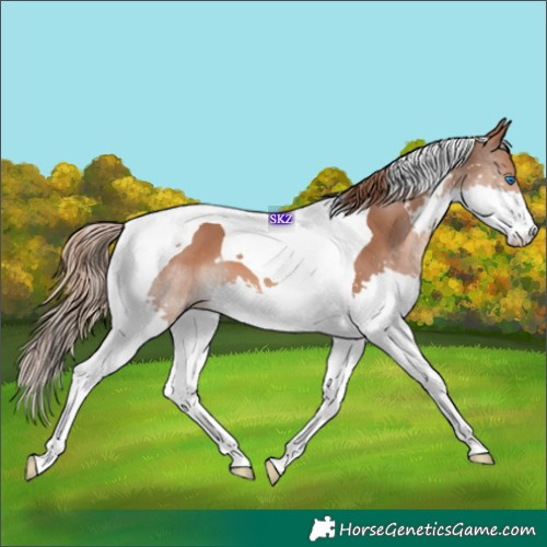 Horse Color:Chestnut Splash Tobiano 