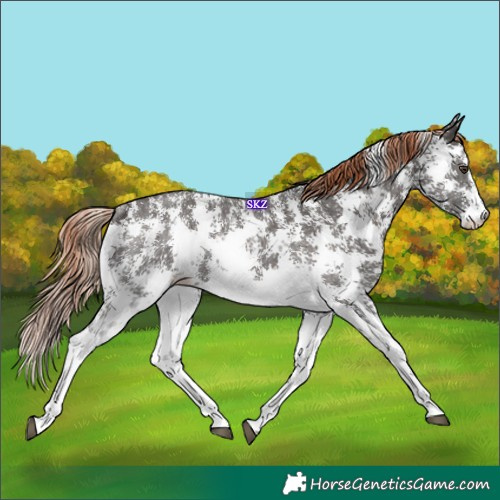 Horse Color:Liver Chestnut Sabino Rabicano 