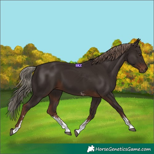 Horse Color:Liver Chestnut Sabino Rabicano 