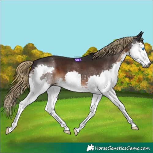 Horse Color:Gray Liver Chestnut Splash 