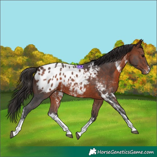 Horse Color:Bay Sabino Blanket 
