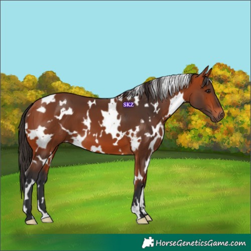 Horse Color:White Spotted Bay 