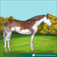 Horse Color:Liver Chestnut Splash