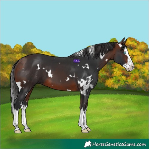 Horse Color:White Spotted Bay Splash 